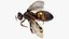 Midair Pollen Bee Animated Rigged For Blender