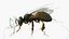 Midair Pollen Bee Animated Rigged For Blender