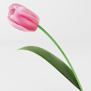pink tulip max