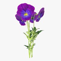 Pansies - Bouquet