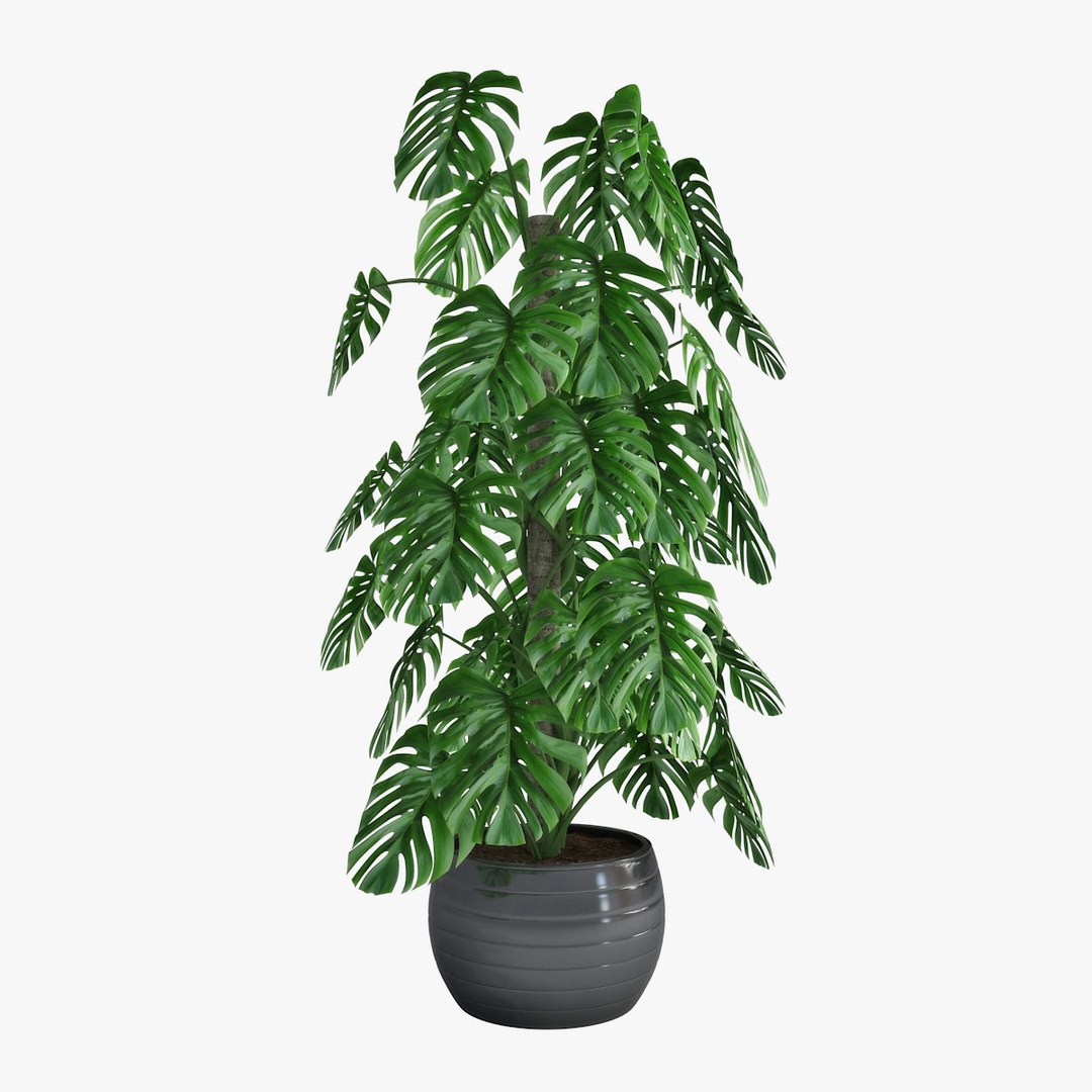 monstera pot 3D https://p.turbosquid.com/ts-thumb/di/MVcFc6/2MWc2AQj/pr_04/jpg/1506262425/1920x1080/fit_q87/e1d3a24f3c39998a5ee42e34f8335ed260f92539/pr_04.jpg