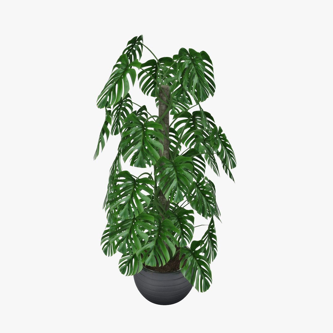 monstera pot 3D https://p.turbosquid.com/ts-thumb/di/MVcFc6/XDnwZD0D/pr_03/jpg/1506262425/1920x1080/fit_q87/e31c452da4afa1a64d26b5f6ec85e50dba6faf01/pr_03.jpg