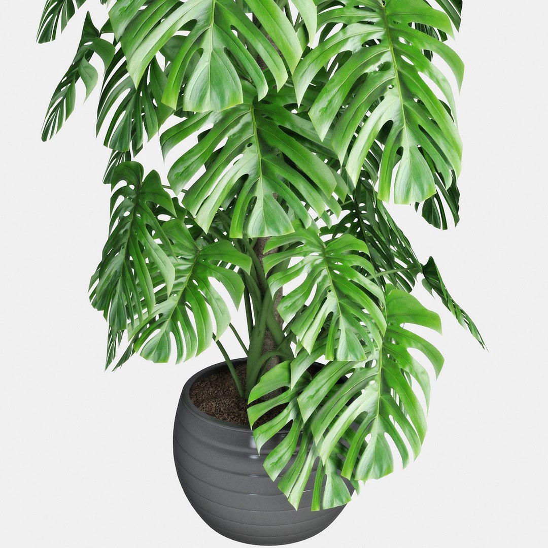 monstera pot 3D https://p.turbosquid.com/ts-thumb/di/MVcFc6/cVR7QXas/pr_05/jpg/1506262425/1920x1080/fit_q87/b1e0f4bc04315ae5389851c97e0ccea2f91e4cca/pr_05.jpg
