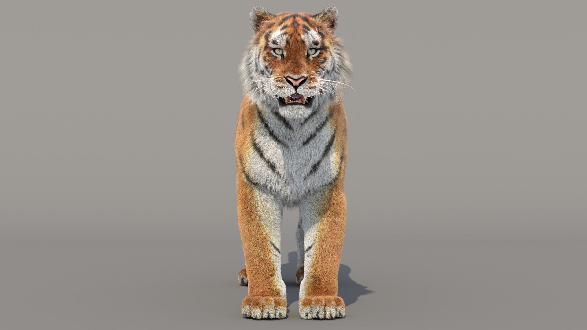 3D Siberian Tiger 3D Model with Fur https://p.turbosquid.com/ts-thumb/di/OMJUNG/BC/tigeramurfur3dmodel04/jpg/1730189518/1920x1080/fit_q87/93296ccf1c4f4a8707a679271028a208e87ddf09/tigeramurfur3dmodel04.jpg