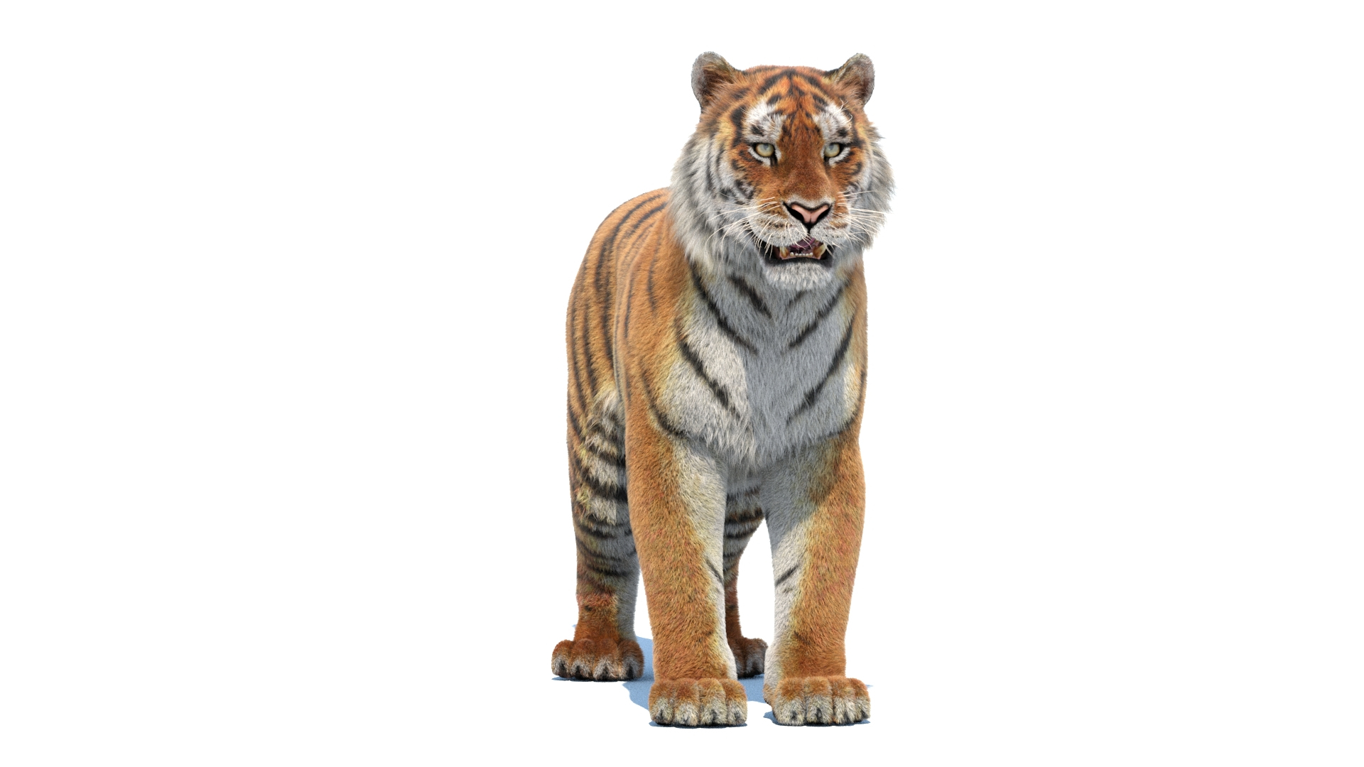 3D Siberian Tiger 3D Model with Fur https://p.turbosquid.com/ts-thumb/di/OMJUNG/EJ/tiger3dmodelfur/jpg/1730189681/1920x1080/turn_fit_q99/7b8eecfc80e0dae7ff26688191cbe51def74b19a/tiger3dmodelfur-1.jpg
