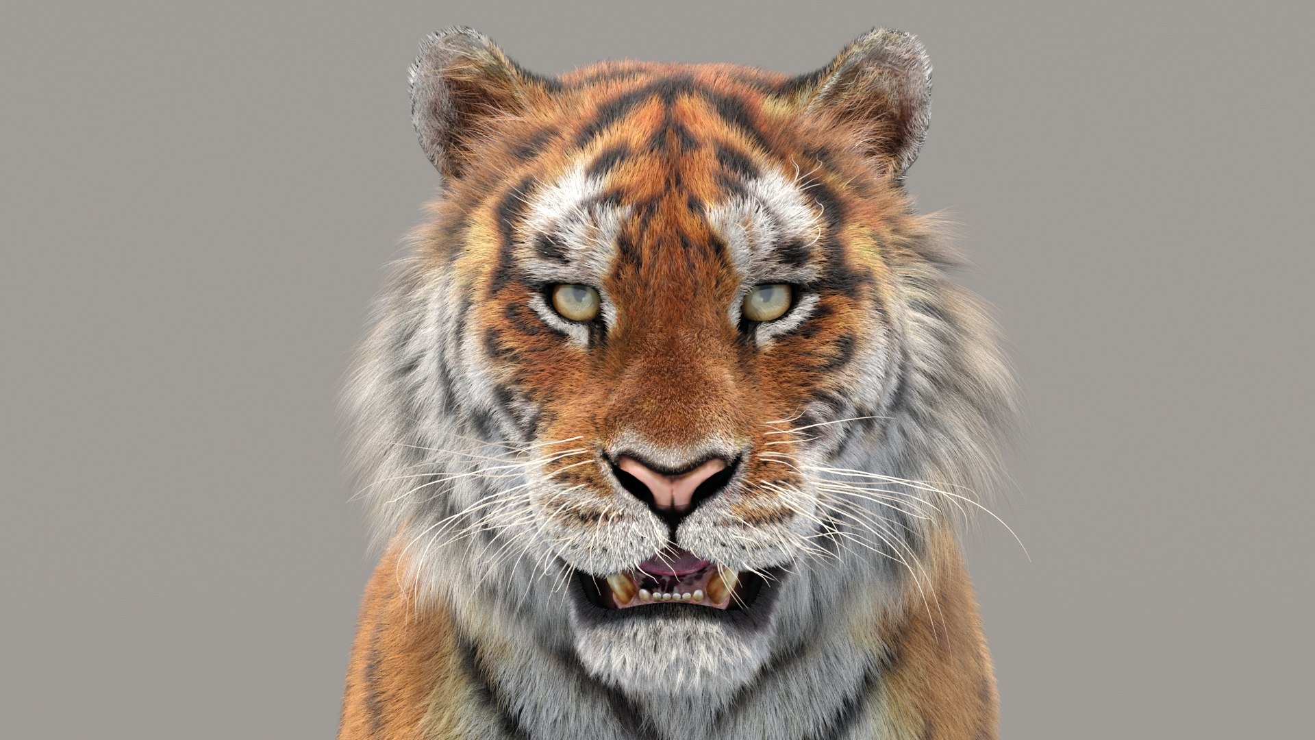 3D Siberian Tiger 3D Model with Fur https://p.turbosquid.com/ts-thumb/di/OMJUNG/Gv/tigeramurfur3dmodel09/jpg/1730189521/1920x1080/fit_q87/0889e647d3af6591ccc703f4ffa385da7a7110b0/tigeramurfur3dmodel09.jpg