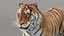 Siberian Tiger 3D Model with Fur