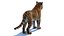 Siberian Tiger 3D Model with Fur