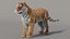 Siberian Tiger 3D Model with Fur