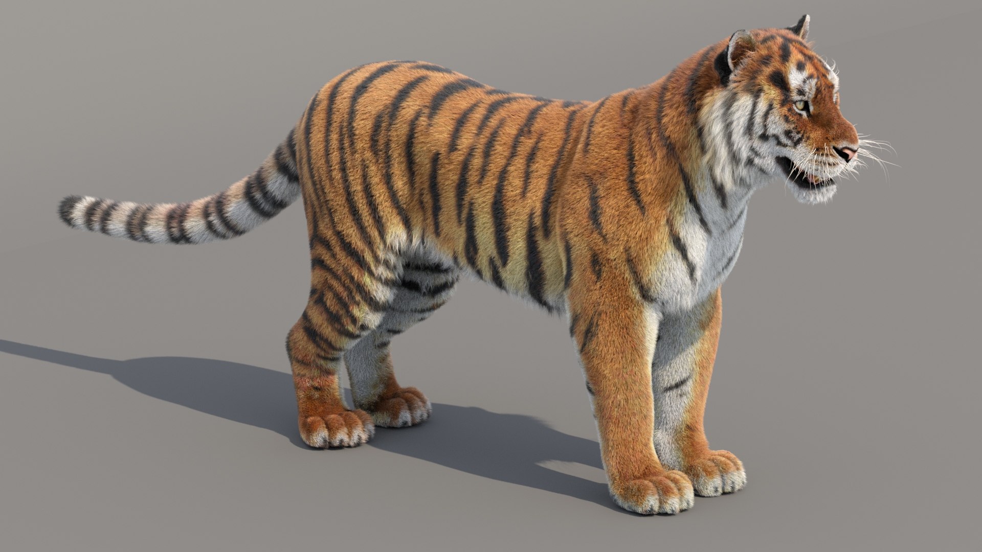 3D Siberian Tiger 3D Model with Fur https://p.turbosquid.com/ts-thumb/di/OMJUNG/u0/tigeramurfur3dmodel05/jpg/1730189519/1920x1080/fit_q87/60c3aaffacd27a0f674b9f10ff75351c0794003c/tigeramurfur3dmodel05.jpg