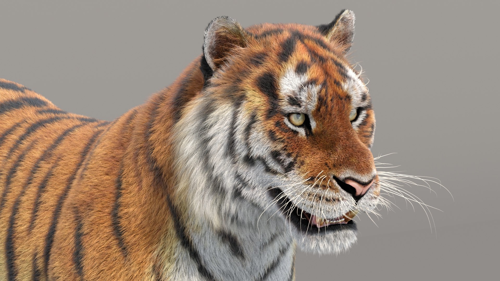 3D Siberian Tiger 3D Model with Fur https://p.turbosquid.com/ts-thumb/di/OMJUNG/wT/tigeramurfur3dmodel08/jpg/1730189521/1920x1080/fit_q87/f5cbe2cdf1af71ef6903b3e72f7f29bd520281f1/tigeramurfur3dmodel08.jpg