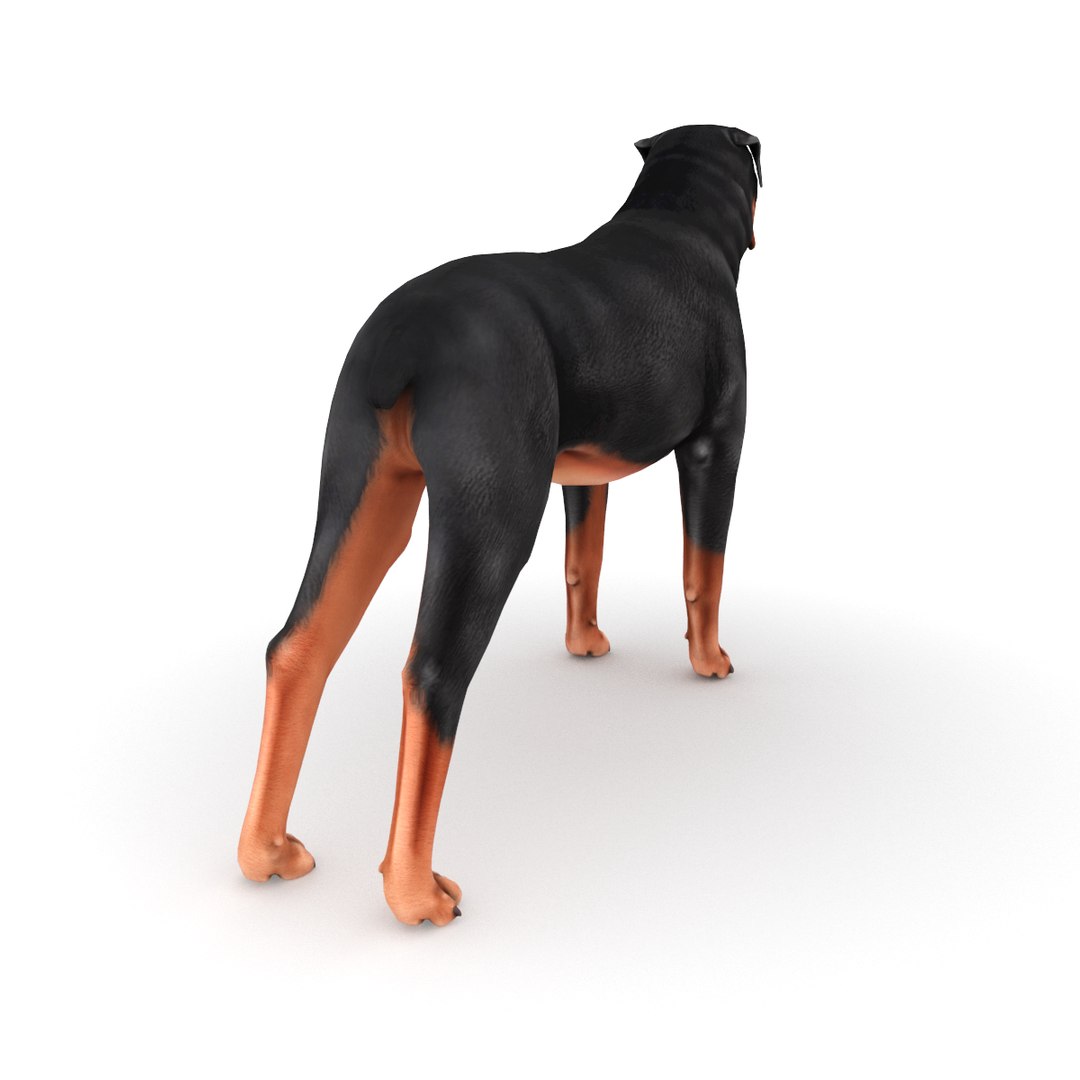 3D model rottweiler dog https://p.turbosquid.com/ts-thumb/di/enrwWn/kpqLb9A9/rottweiler_0003/png/1550852723/1920x1080/fit_q87/18f4855809b4f7895cdc85656235751b574aeda9/rottweiler_0003.jpg