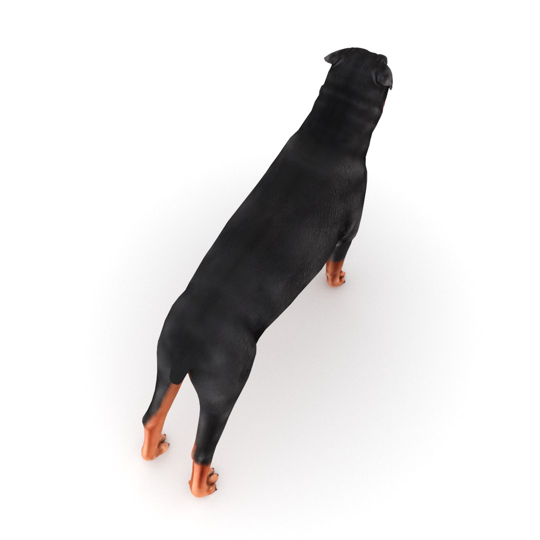 3D model rottweiler dog https://p.turbosquid.com/ts-thumb/di/enrwWn/nRTKnmtT/rottweiler_0004/png/1550852723/1920x1080/fit_q87/fcc52d4d884268f86cf730e96cd82801455577b6/rottweiler_0004.jpg