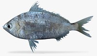 Darkspot Mojarra