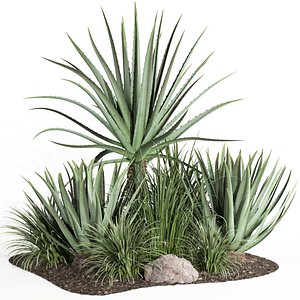 outdoor plant003 Aloevera Agave MacDougalii bush collection plant garden 3D