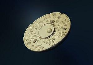 animal cell