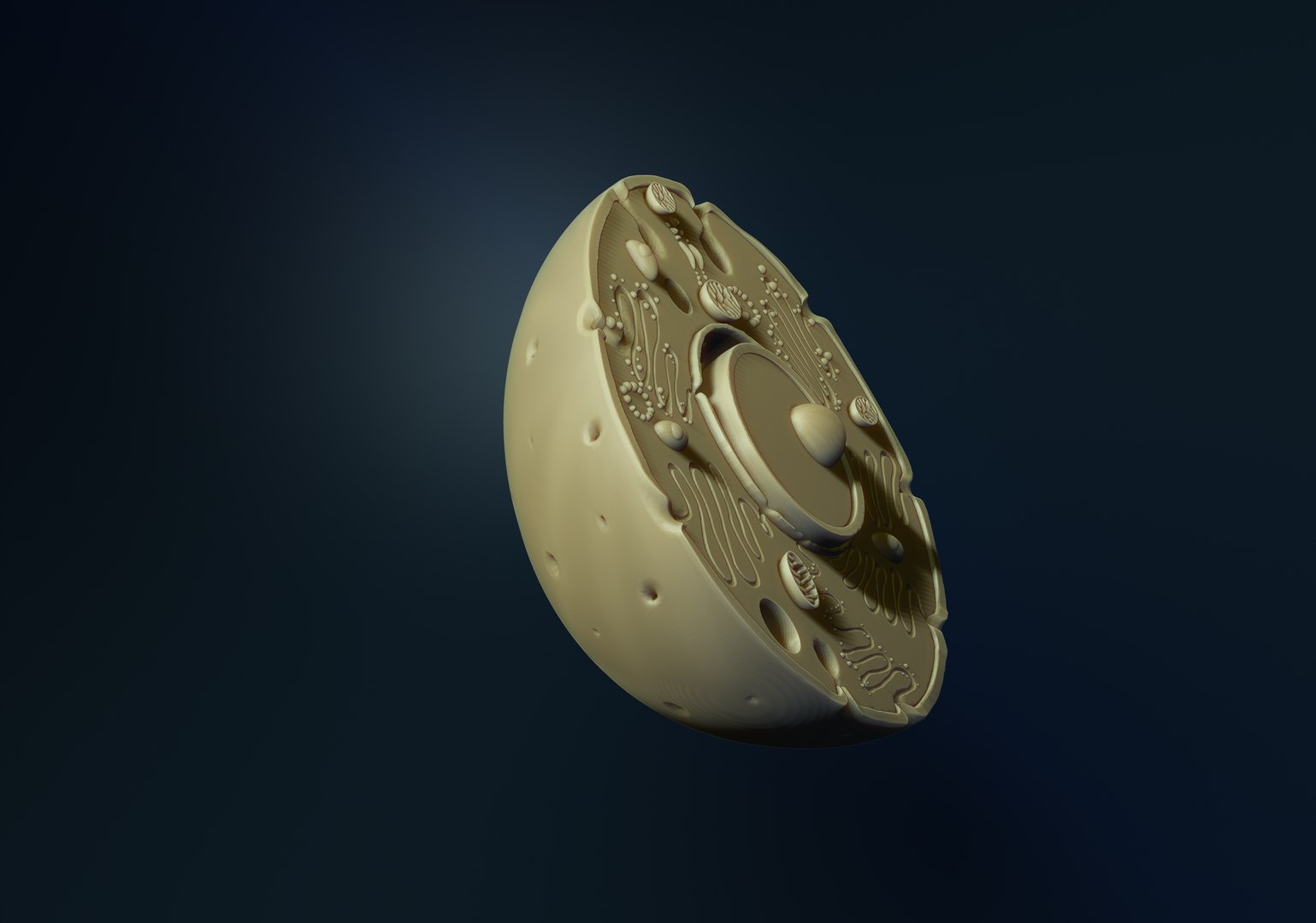 animal cell 3D model https://p.turbosquid.com/ts-thumb/di/yAsn36/OS/4/jpg/1637847976/1920x1080/fit_q87/d93f61c1371493f4b1dcfa03b093b0ffd364fe0e/4.jpg