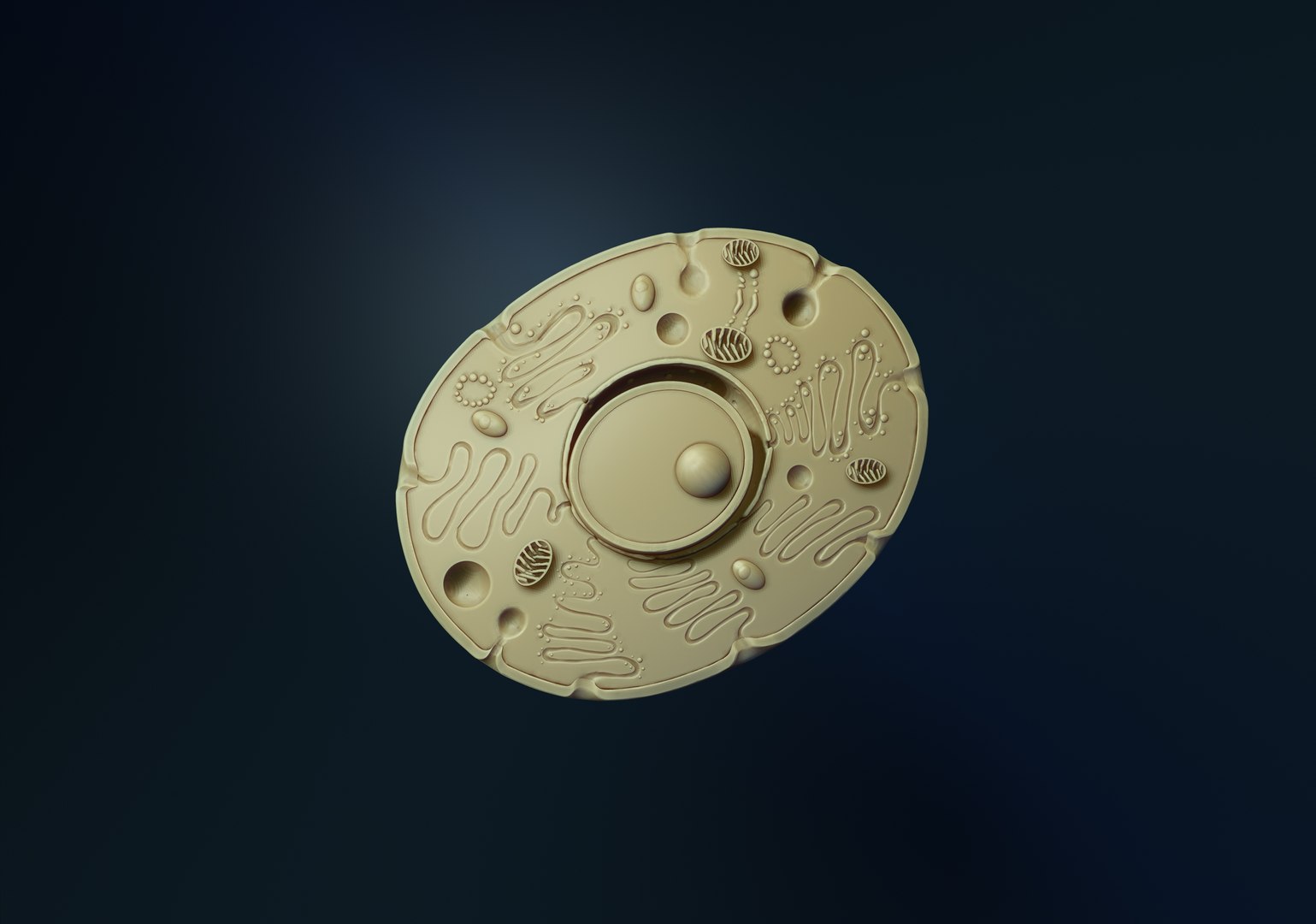 animal cell 3D model https://p.turbosquid.com/ts-thumb/di/yAsn36/sb/6/jpg/1637847976/1920x1080/fit_q87/34aff20bd54498d45a611969ed7235beb491c8f1/6.jpg