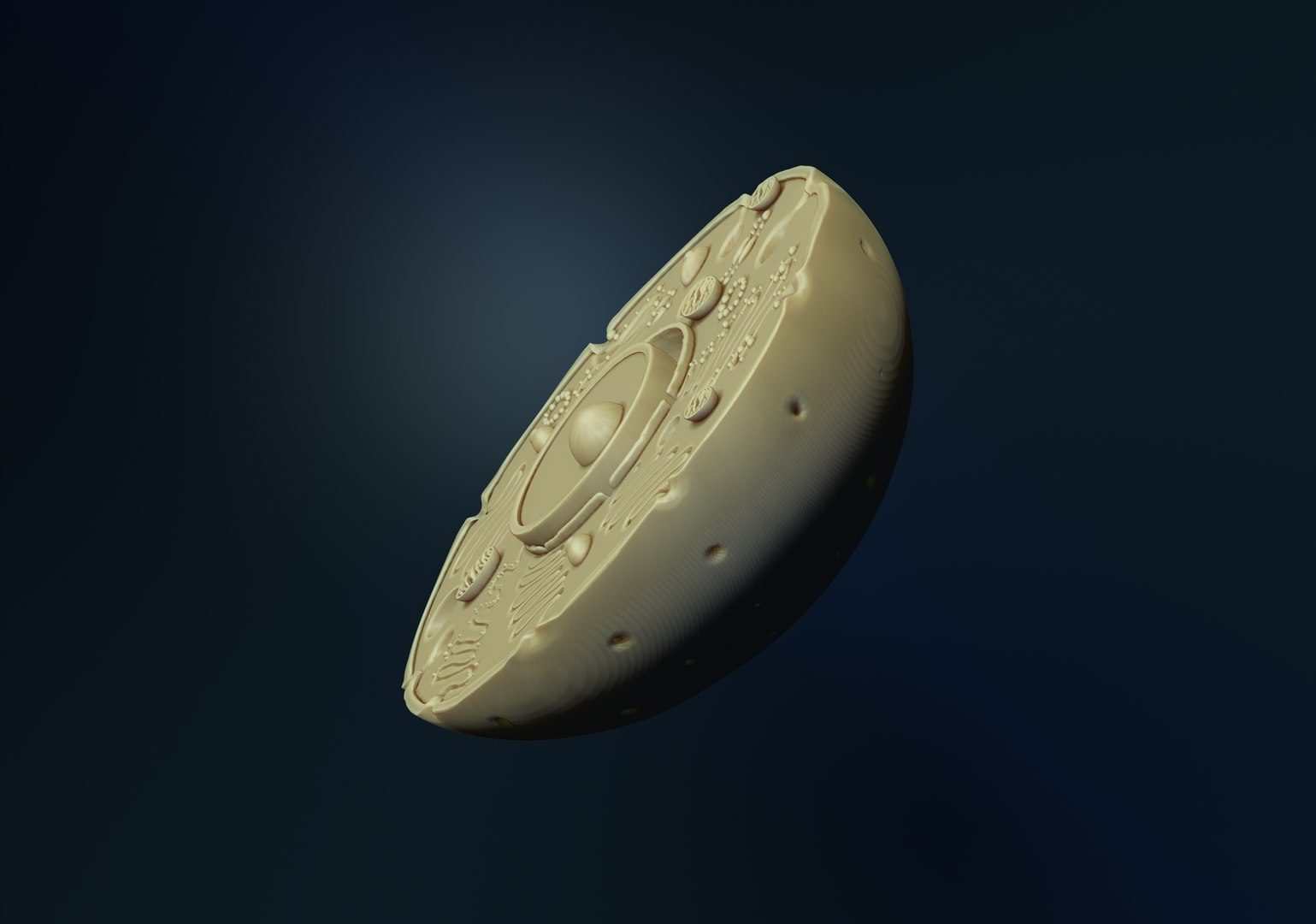 animal cell 3D model https://p.turbosquid.com/ts-thumb/di/yAsn36/zi/2/jpg/1637847975/1920x1080/fit_q87/c100ef96c6595d11e898ede14a0d83e72c05658c/2.jpg