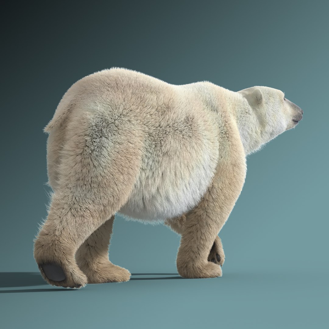 3d polar bear fur hair animation https://p.turbosquid.com/ts-thumb/di/zGMLKj/9yZqbIAQ/polar_bear_fur_rigged_04/jpg/1454842534/1920x1080/fit_q87/674c925c3ffbc6b11ed6fd9dbcd961a761421c8b/polar_bear_fur_rigged_04.jpg