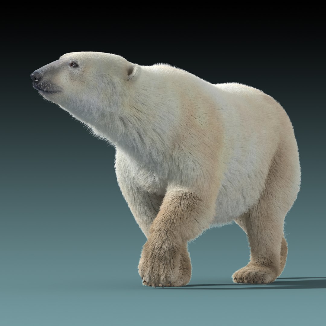 3d polar bear fur hair animation https://p.turbosquid.com/ts-thumb/di/zGMLKj/Ey6NLgHQ/polar_bear_fur_rigged_07/jpg/1454842534/1920x1080/fit_q87/060ec3b9efd553d23c61f7f53be4c4375a2a4e47/polar_bear_fur_rigged_07.jpg