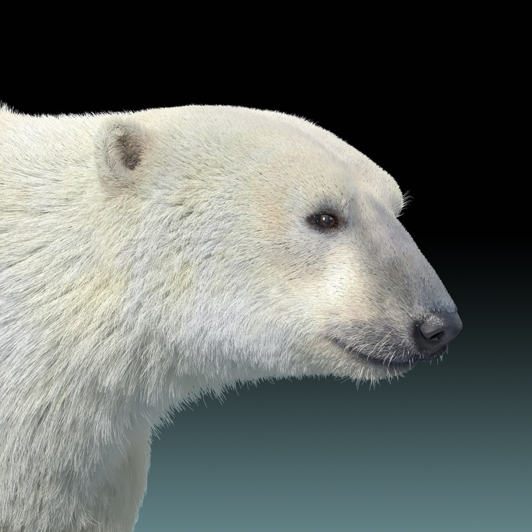 3d polar bear fur hair animation https://p.turbosquid.com/ts-thumb/di/zGMLKj/Fbmyz7Jq/polar_bear_fur_11/jpg/1454842579/1920x1080/fit_q87/7fb8b189c46cbe14894a399ac4cd01f1cadc451d/polar_bear_fur_11.jpg
