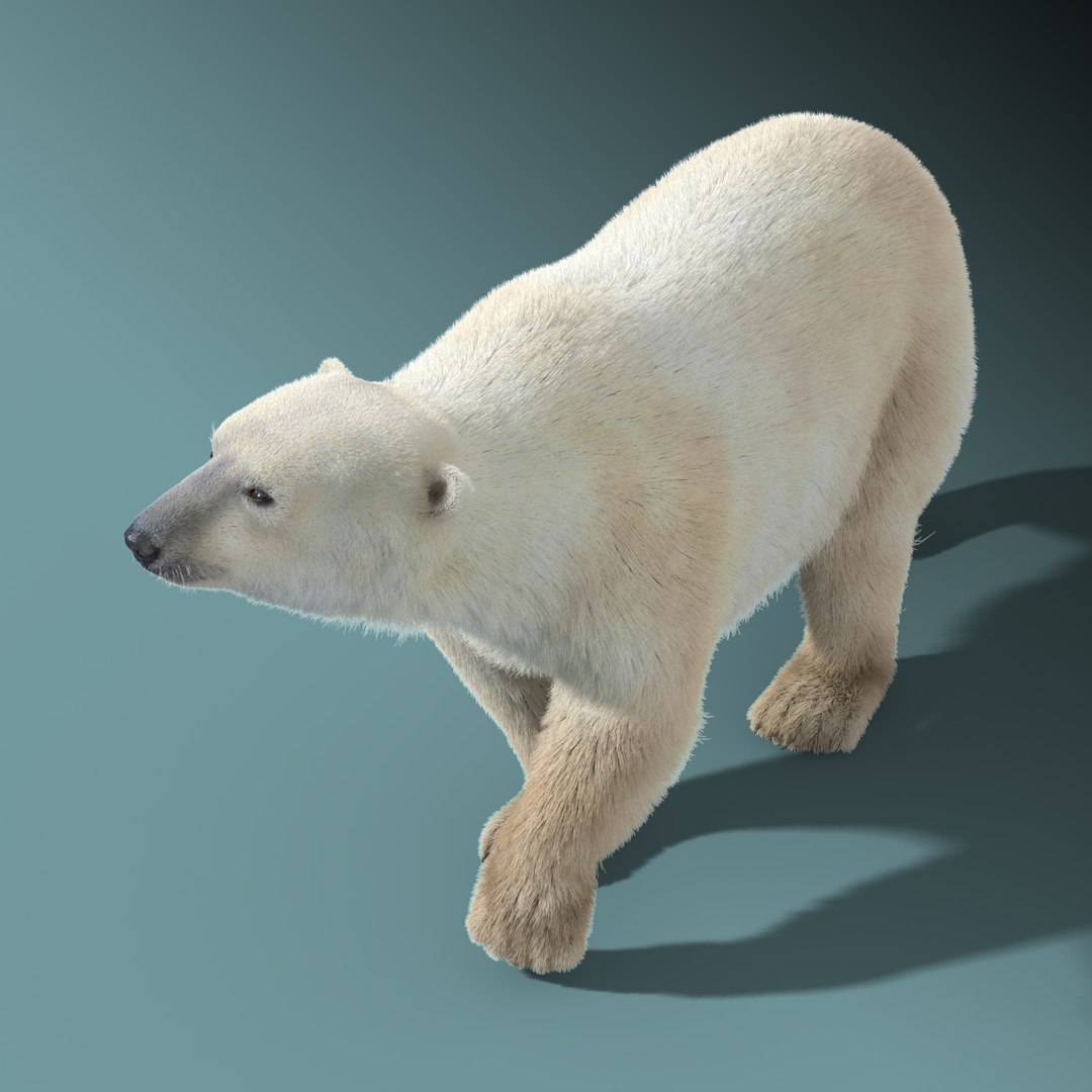 3d polar bear fur hair animation https://p.turbosquid.com/ts-thumb/di/zGMLKj/GDkBBvfZ/polar_bear_fur_rigged_08/jpg/1454842534/1920x1080/fit_q87/dae00fe921f4377d234b0afcfec7c7c7285d4304/polar_bear_fur_rigged_08.jpg