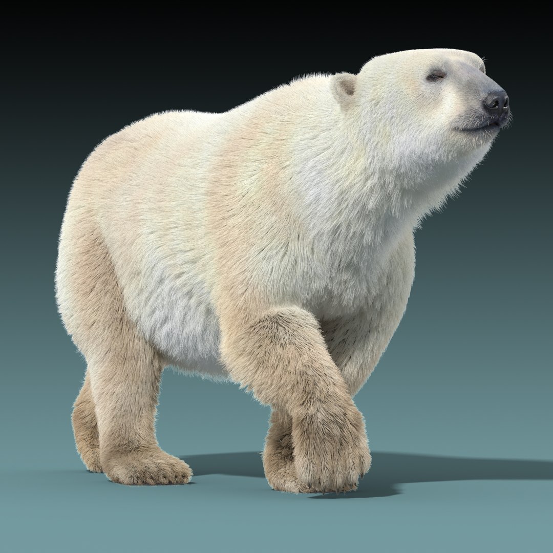 3d polar bear fur hair animation https://p.turbosquid.com/ts-thumb/di/zGMLKj/QmSiov1e/polar_bear_fur_rigged_10/jpg/1454842534/1920x1080/fit_q87/a662ddb881a840a04a58a1ae0a402ba63a6af309/polar_bear_fur_rigged_10.jpg