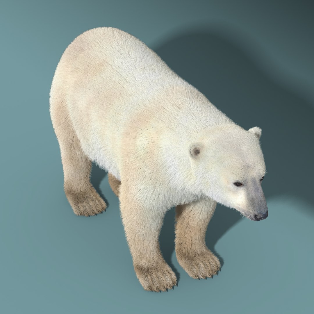 3d polar bear fur hair animation https://p.turbosquid.com/ts-thumb/di/zGMLKj/UXuaYnau/polar_bear_fur_09/jpg/1454842609/1920x1080/fit_q87/c98041ab05f8bfb89848f3e2b161a67914cfb580/polar_bear_fur_09.jpg