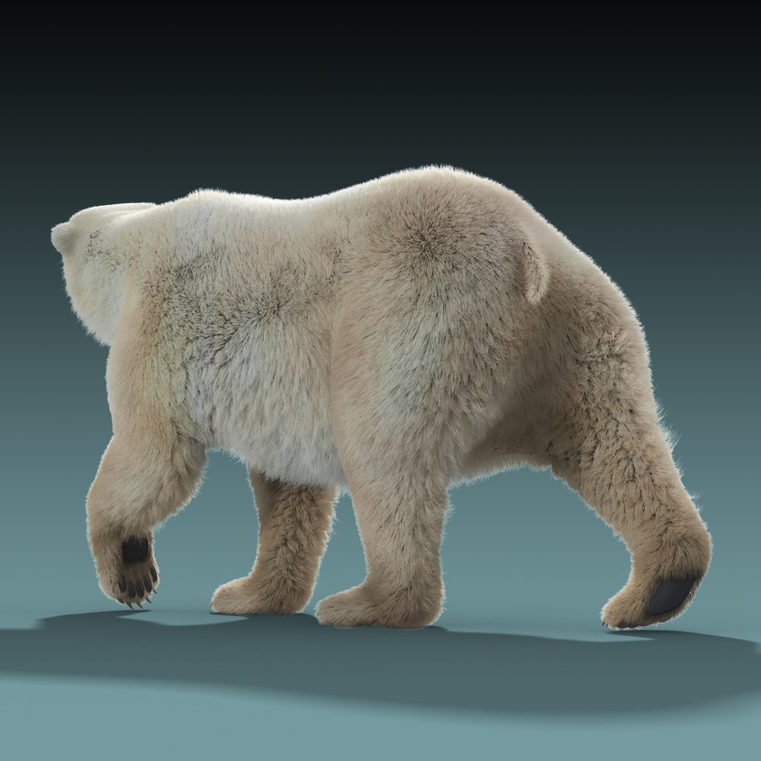 Bear fur. Белый медведь 3d. Модель белого медведя. Белый медведь 3д модель. Полярный медведь 3d анимация.