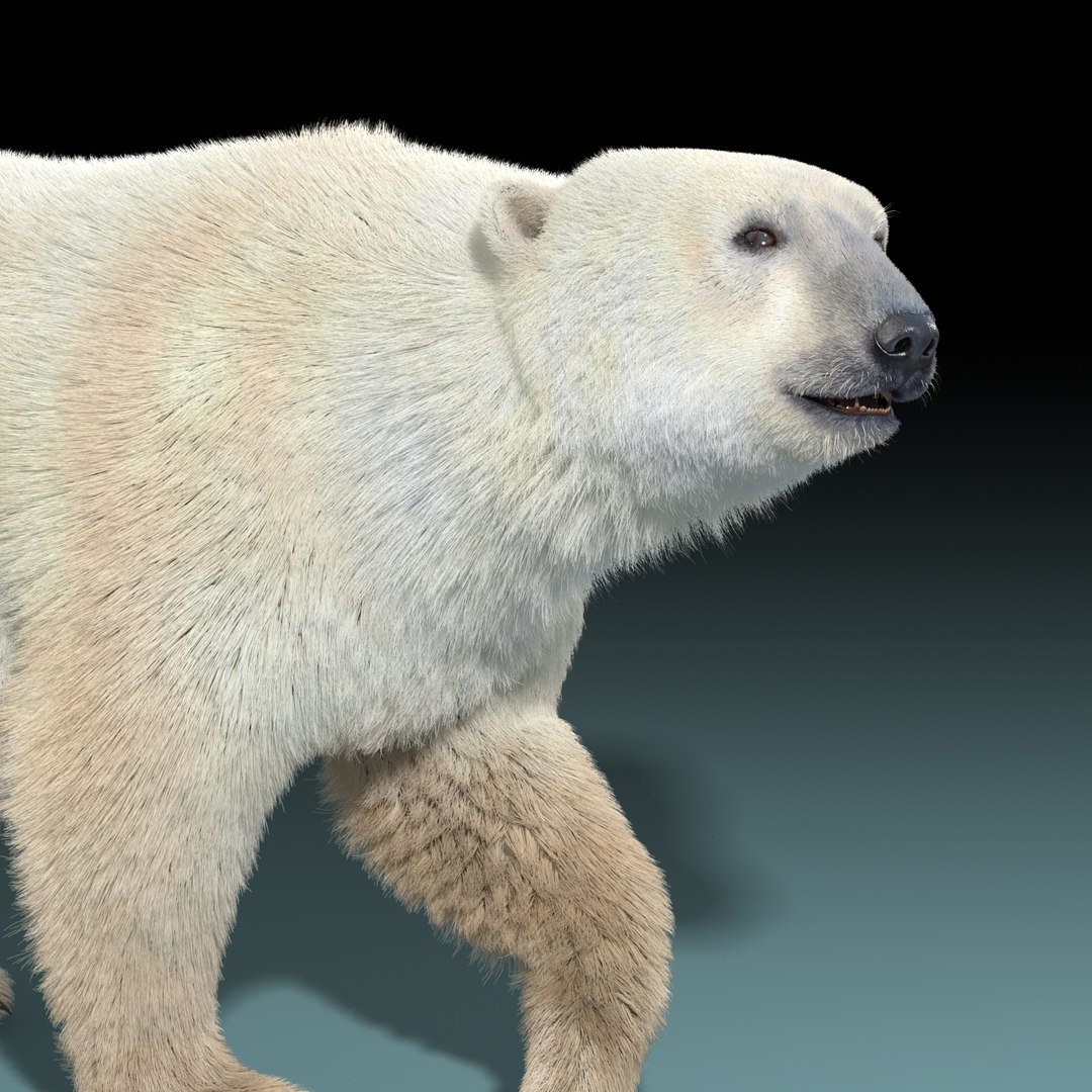 3d polar bear fur hair animation https://p.turbosquid.com/ts-thumb/di/zGMLKj/aloiIlyH/polar_bear_fur_rigged_11/jpg/1454842534/1920x1080/fit_q87/f3922fc96ae5fdcbc311e77c92050df4775ff5e2/polar_bear_fur_rigged_11.jpg