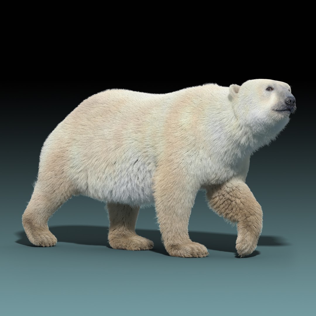 3d polar bear fur hair animation https://p.turbosquid.com/ts-thumb/di/zGMLKj/ret1Rmy5/polar_bear_fur_rigged_02/jpg/1454842533/1920x1080/fit_q87/8ba49f19dfc8b5e9c8495316c266490323581a98/polar_bear_fur_rigged_02.jpg
