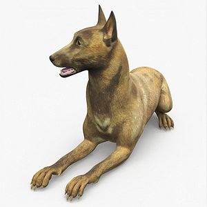 Dutch Herding Dog in Lying Pose Gold Brindle