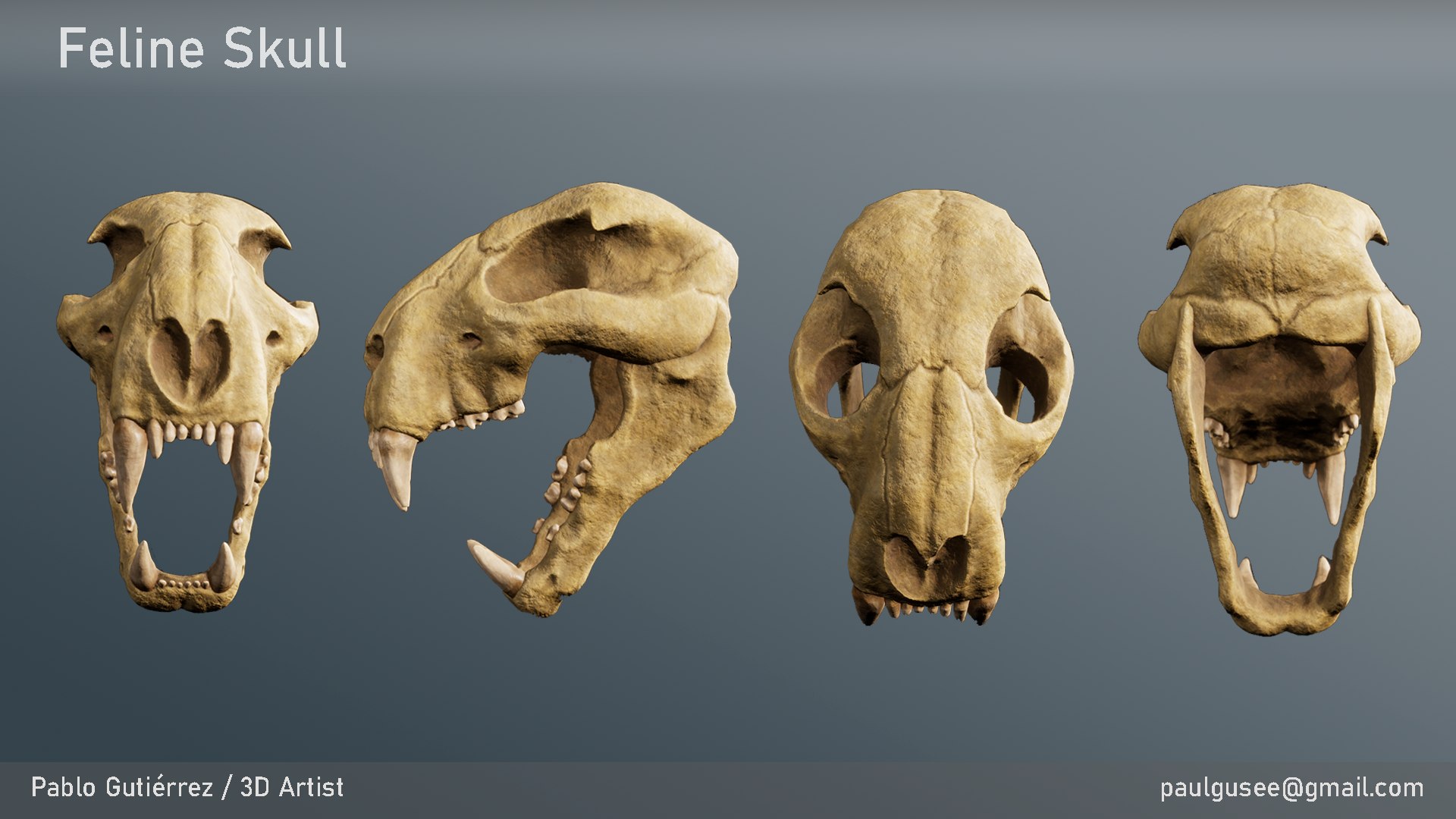 3D Cheetah Skull - TurboSquid 1892233