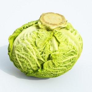 3D savoy cabbage