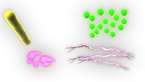 Bacterial of different shapes