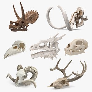 Skulls Collection 7