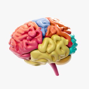 3D Human Brain model