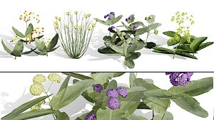 Asclepias Species Collection 3D model