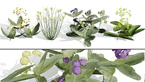 Asclepias Species Collection
