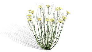 Asclepias Species Collection 3D model