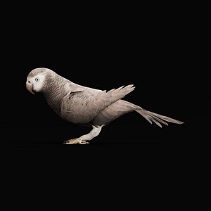 African Grey Parrot Bird