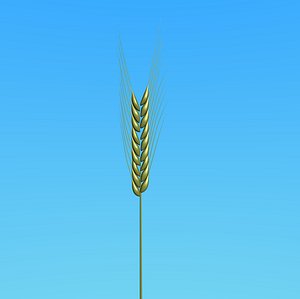 wheat