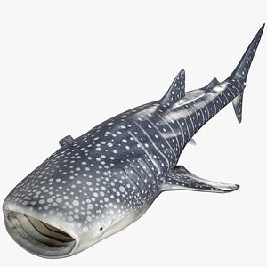 3D model Whale Shark PBR