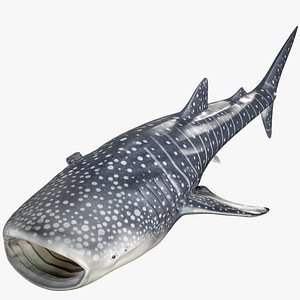 Whale Shark PBR