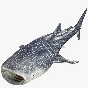 Whale Shark PBR
