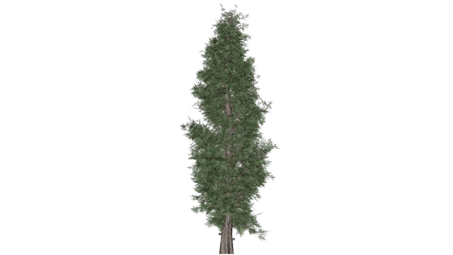 Eastern Red Cedar Tree - 02 - 3D Model - TurboSquid 2373440