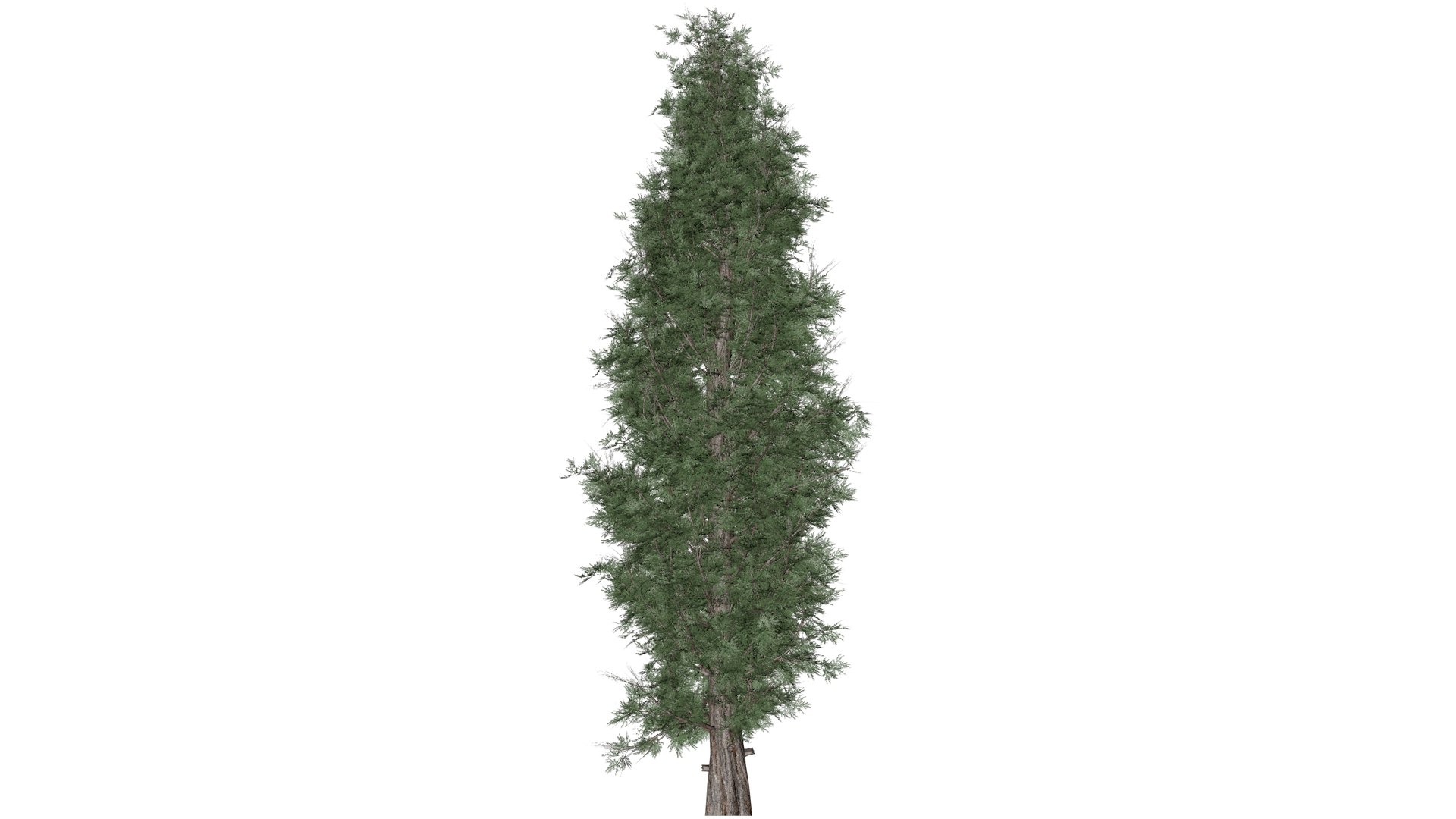 Eastern Red Cedar Tree - 02 - 3D Model - TurboSquid 2373440