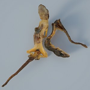 SCAN-Traditional Chinese Medicine-Gekko model