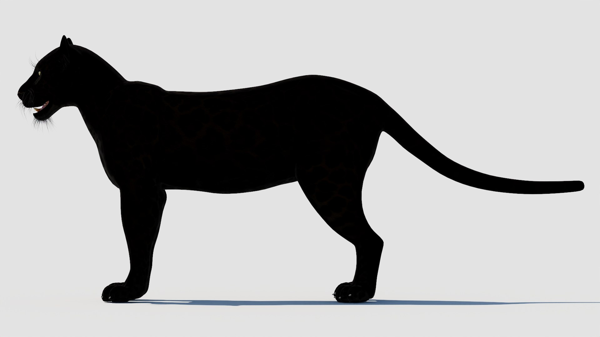 panther black animal 3d model https://p.turbosquid.com/ts-thumb/dj/Qz8iha/RT/panther3dmodel03/jpg/1711014456/1920x1080/fit_q87/7c7fc46ae1fb962d12889097927701af1e161bea/panther3dmodel03.jpg